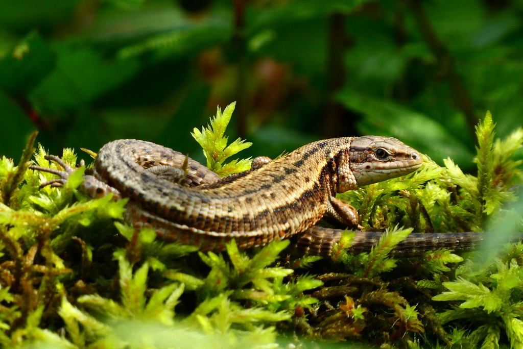 Waldeidechse, zu finden beim  Home River Bioblitz © Daniel Kronauer - iNaturalist
